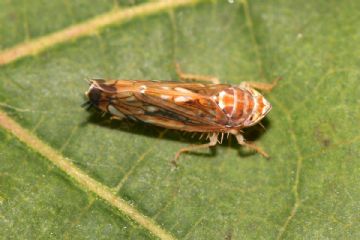 Flavescenza dorata della vite